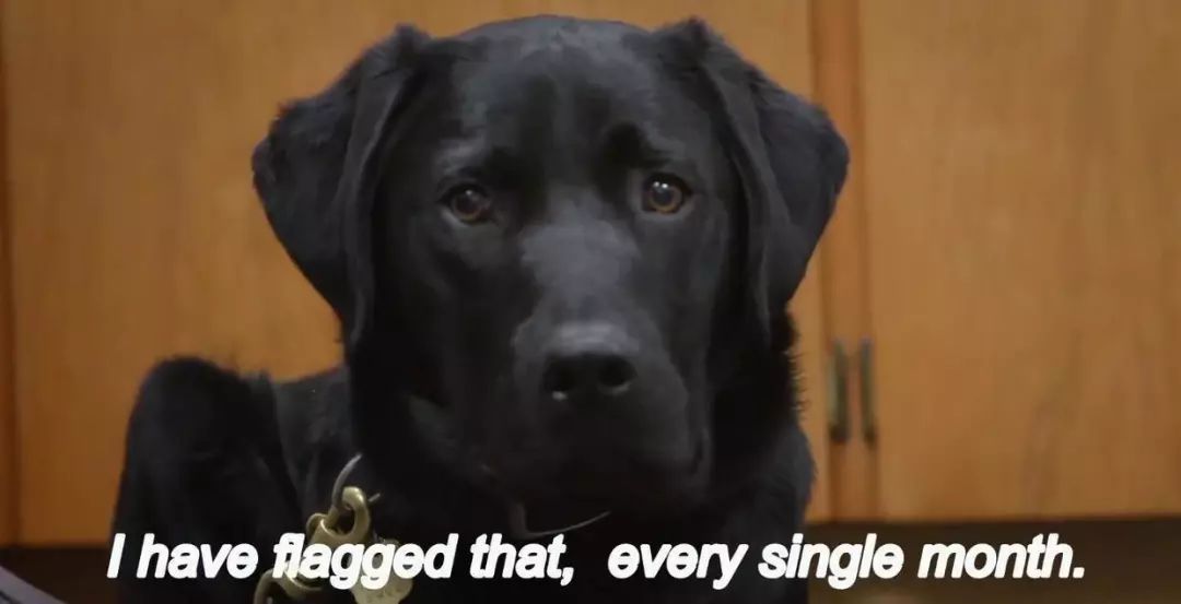 「英国报姐」导盲犬诞生记：一只小奶狗如何从“千军万狗”中脱颖而出？