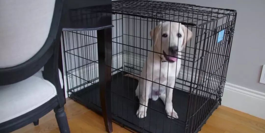 「英国报姐」导盲犬诞生记：一只小奶狗如何从“千军万狗”中脱颖而出？