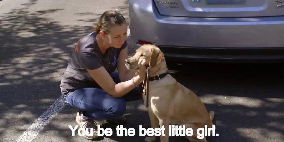 「英国报姐」导盲犬诞生记：一只小奶狗如何从“千军万狗”中脱颖而出？