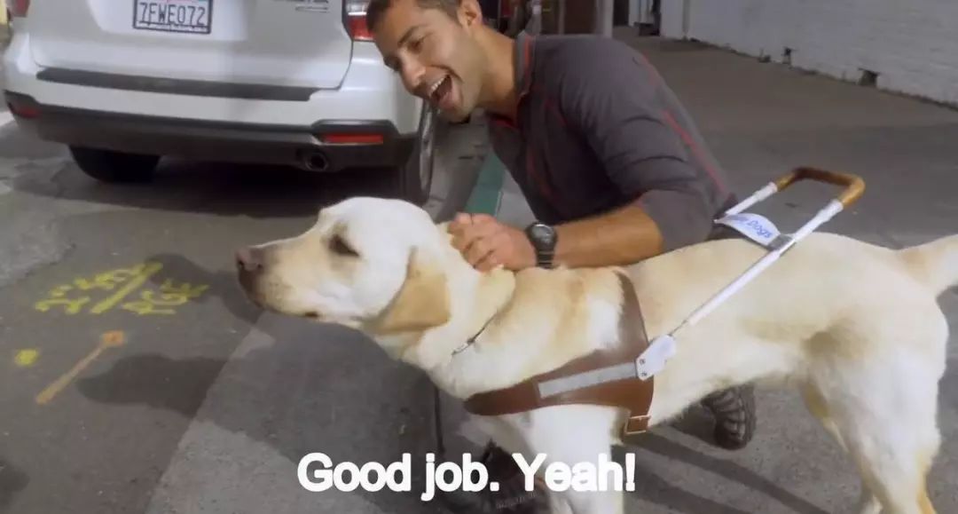 「英国报姐」导盲犬诞生记：一只小奶狗如何从“千军万狗”中脱颖而出？