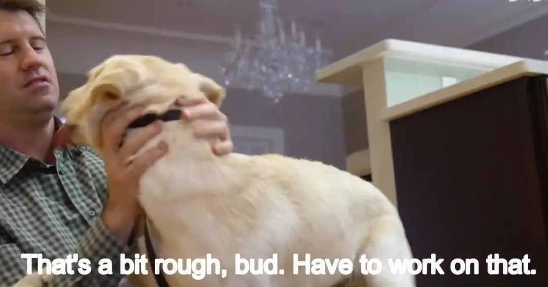 「英国报姐」导盲犬诞生记：一只小奶狗如何从“千军万狗”中脱颖而出？