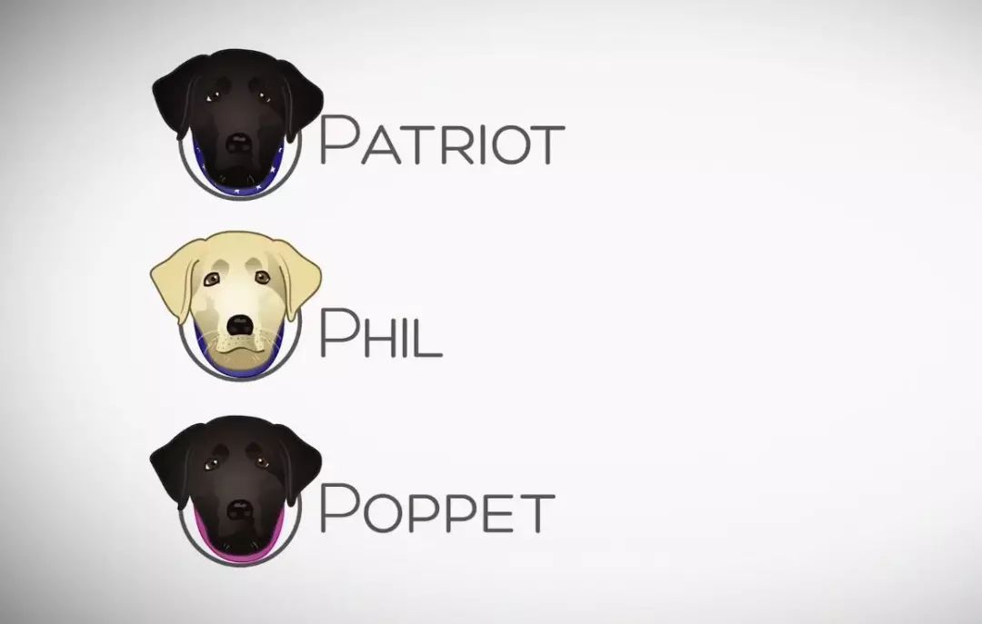 「英国报姐」导盲犬诞生记：一只小奶狗如何从“千军万狗”中脱颖而出？