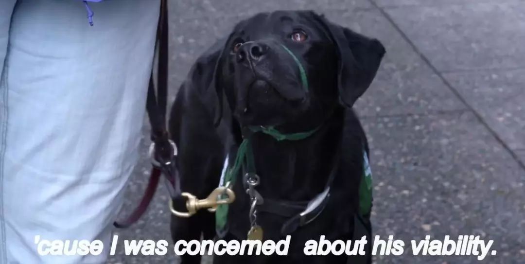 「英国报姐」导盲犬诞生记：一只小奶狗如何从“千军万狗”中脱颖而出？