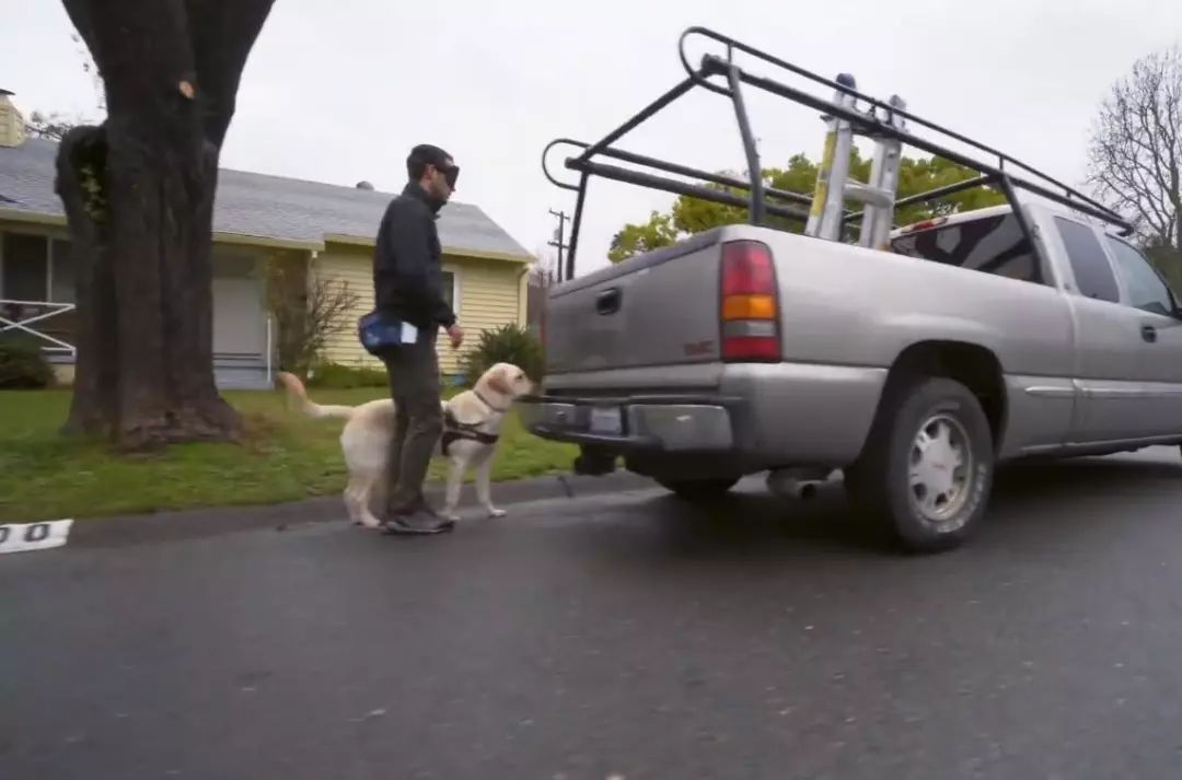 「英国报姐」导盲犬诞生记：一只小奶狗如何从“千军万狗”中脱颖而出？