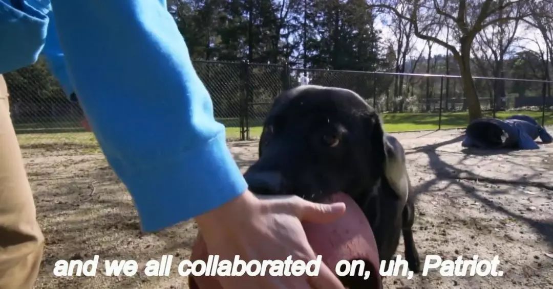 「英国报姐」导盲犬诞生记：一只小奶狗如何从“千军万狗”中脱颖而出？