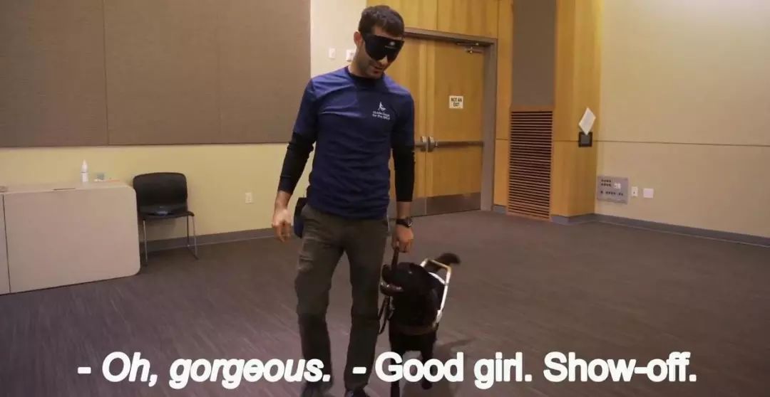 「英国报姐」导盲犬诞生记：一只小奶狗如何从“千军万狗”中脱颖而出？