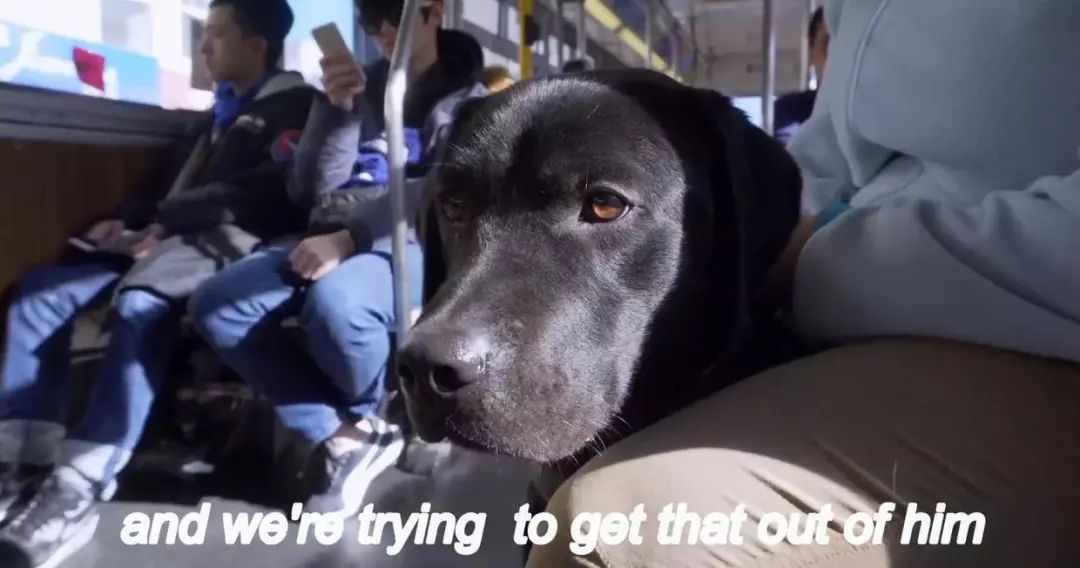 「英国报姐」导盲犬诞生记：一只小奶狗如何从“千军万狗”中脱颖而出？