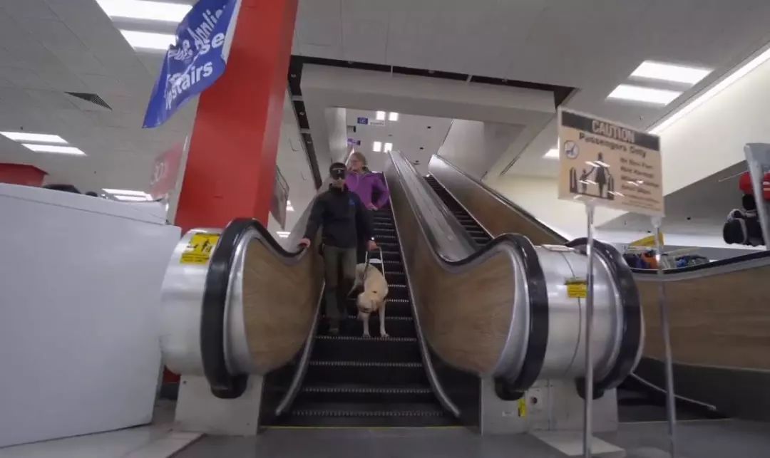 「英国报姐」导盲犬诞生记：一只小奶狗如何从“千军万狗”中脱颖而出？