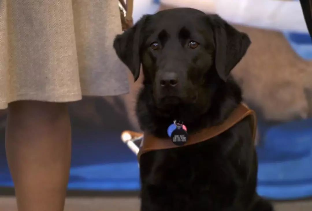 「英国报姐」导盲犬诞生记：一只小奶狗如何从“千军万狗”中脱颖而出？