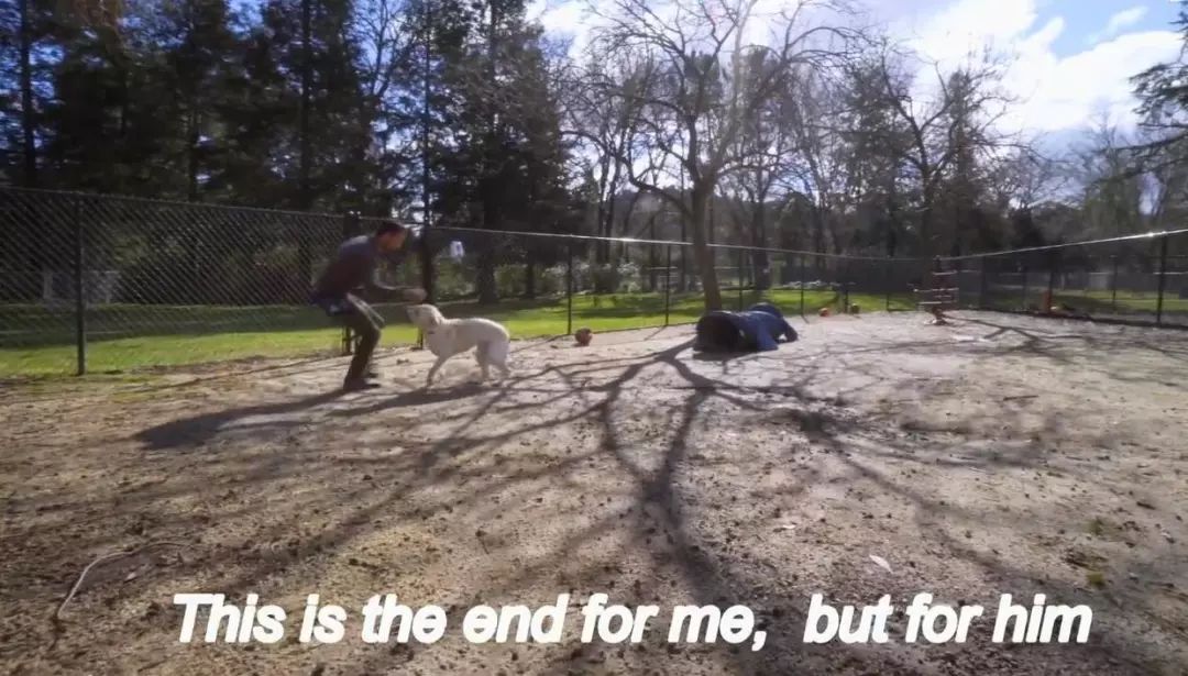 「英国报姐」导盲犬诞生记：一只小奶狗如何从“千军万狗”中脱颖而出？