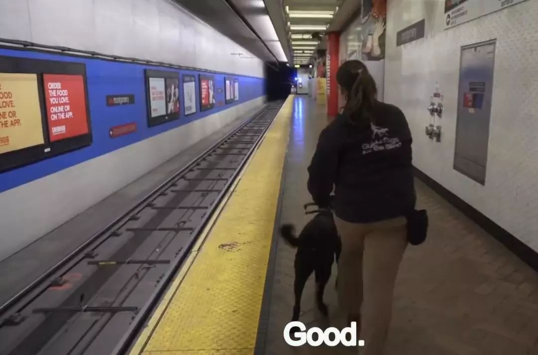 「英国报姐」导盲犬诞生记：一只小奶狗如何从“千军万狗”中脱颖而出？