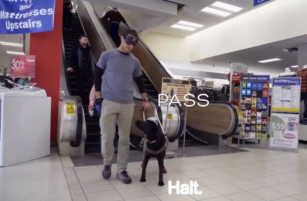 「英国报姐」导盲犬诞生记：一只小奶狗如何从“千军万狗”中脱颖而出？