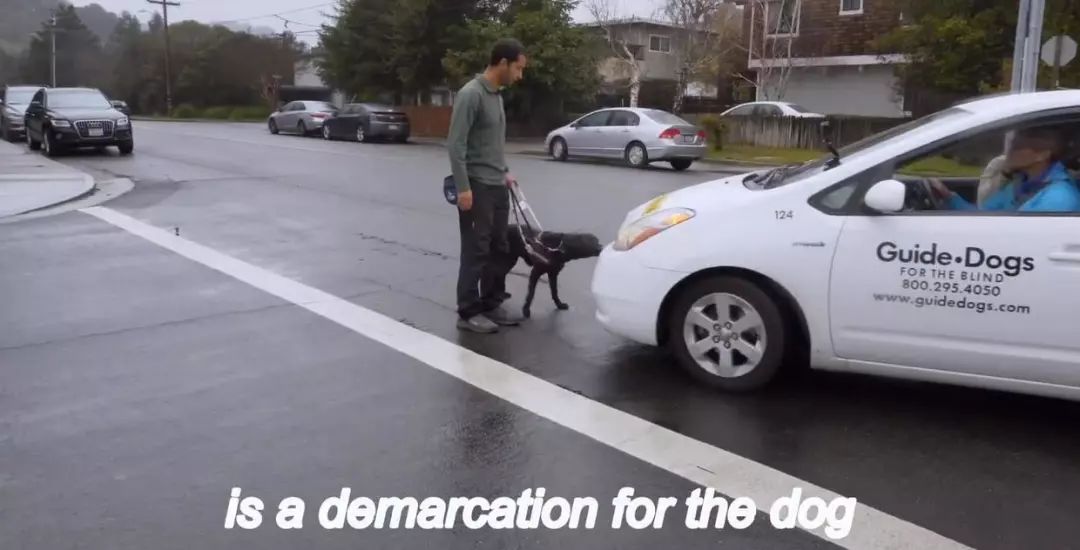 「英国报姐」导盲犬诞生记：一只小奶狗如何从“千军万狗”中脱颖而出？