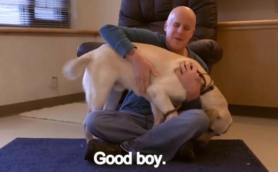 「英国报姐」导盲犬诞生记：一只小奶狗如何从“千军万狗”中脱颖而出？