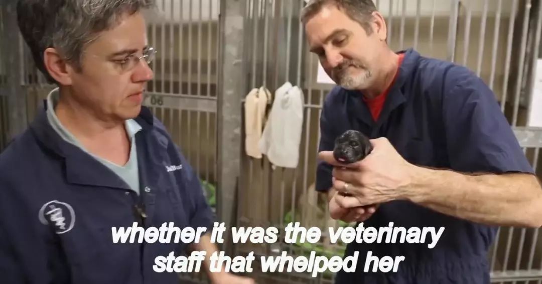 「英国报姐」导盲犬诞生记：一只小奶狗如何从“千军万狗”中脱颖而出？