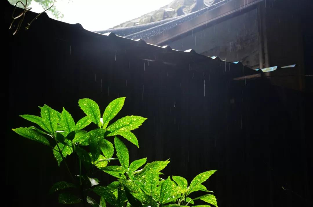 听惯了小城镇的屋檐下的雨滴,再来看着北方雨天时的慷慨豪气,还真是有