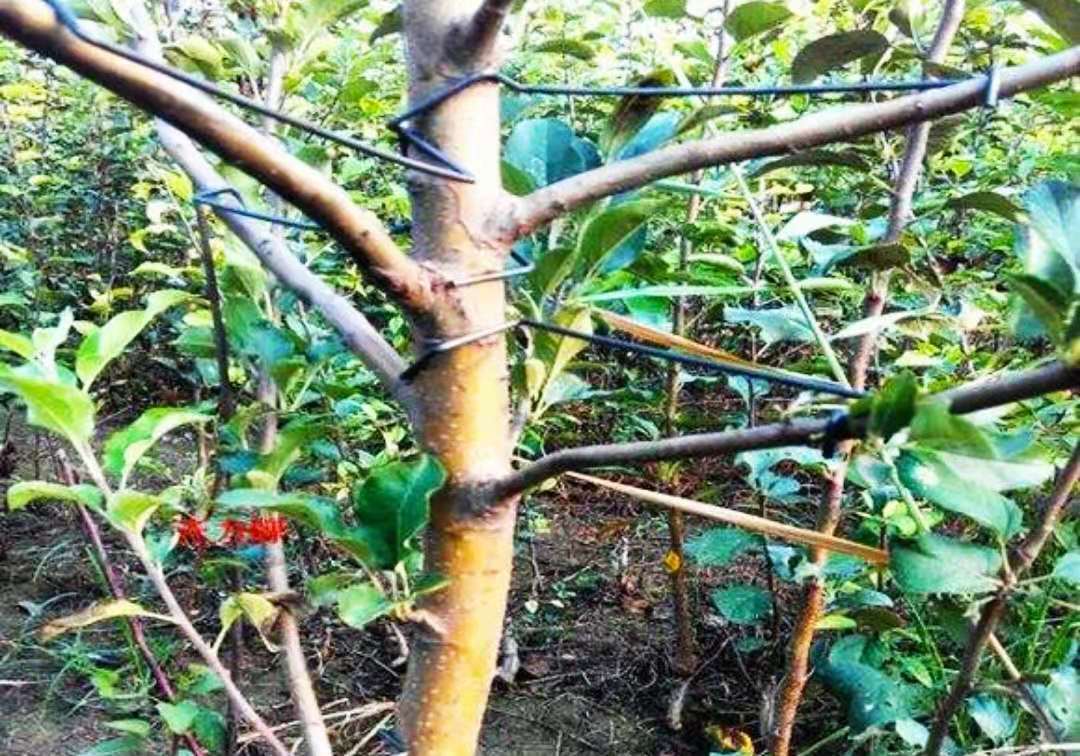 在对果树的管理中结合撑枝拉枝吊枝技术让树冠生长更合理
