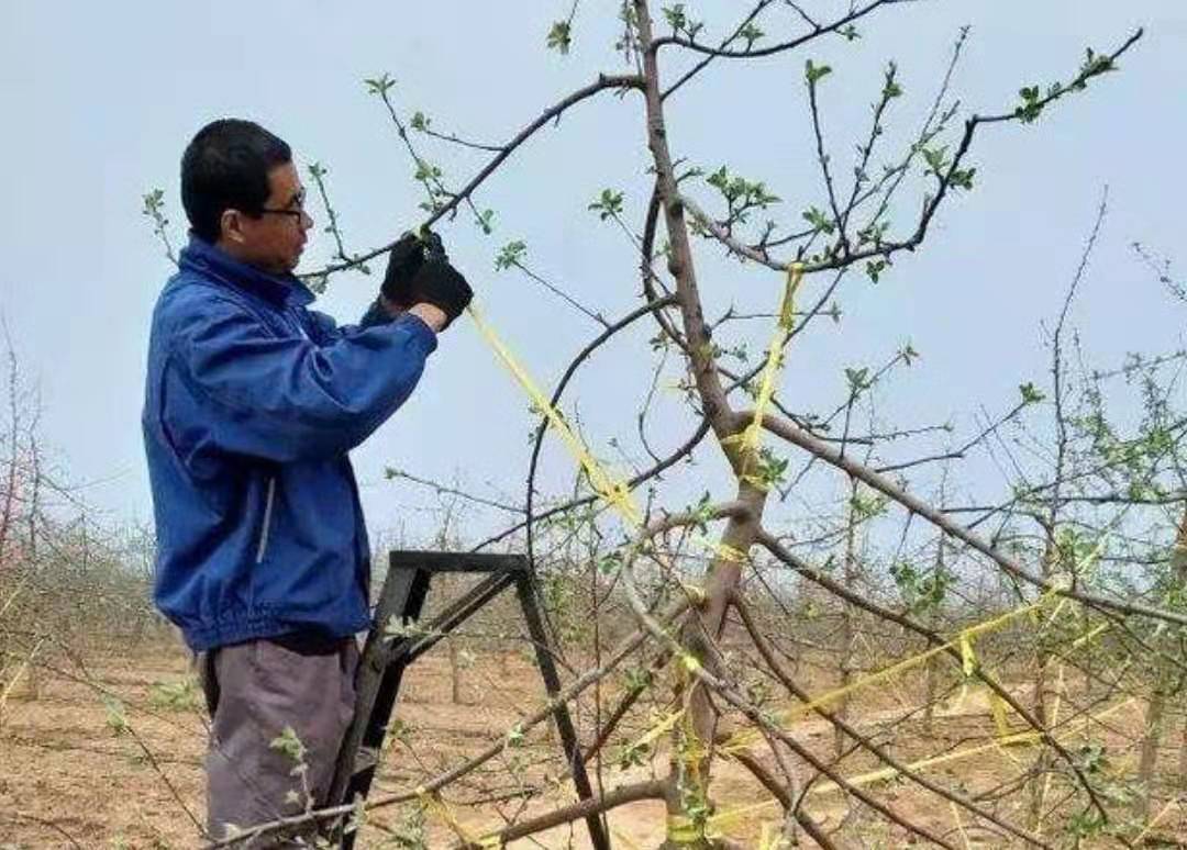 在對果樹的管理中結合撐枝拉枝吊枝技術讓樹冠生長更合理