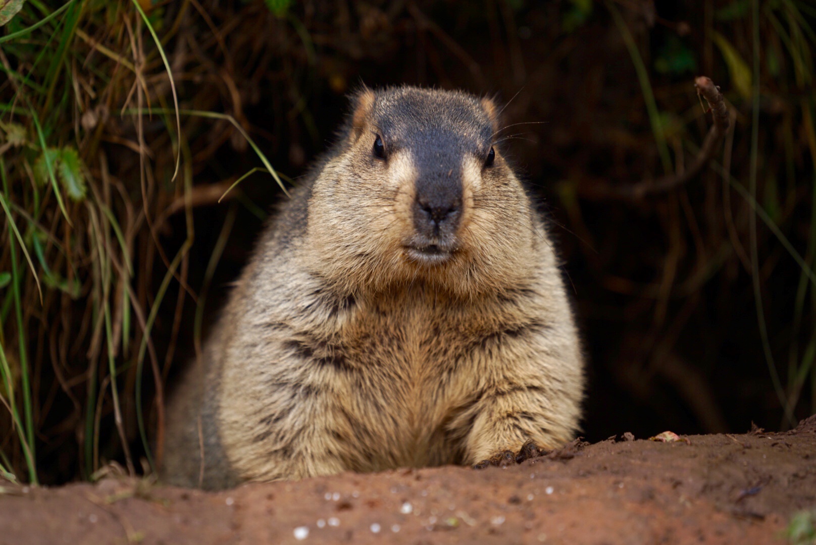难得一见!色达除了佛学院,竟然还有呆萌的土拨鼠!_人民号
