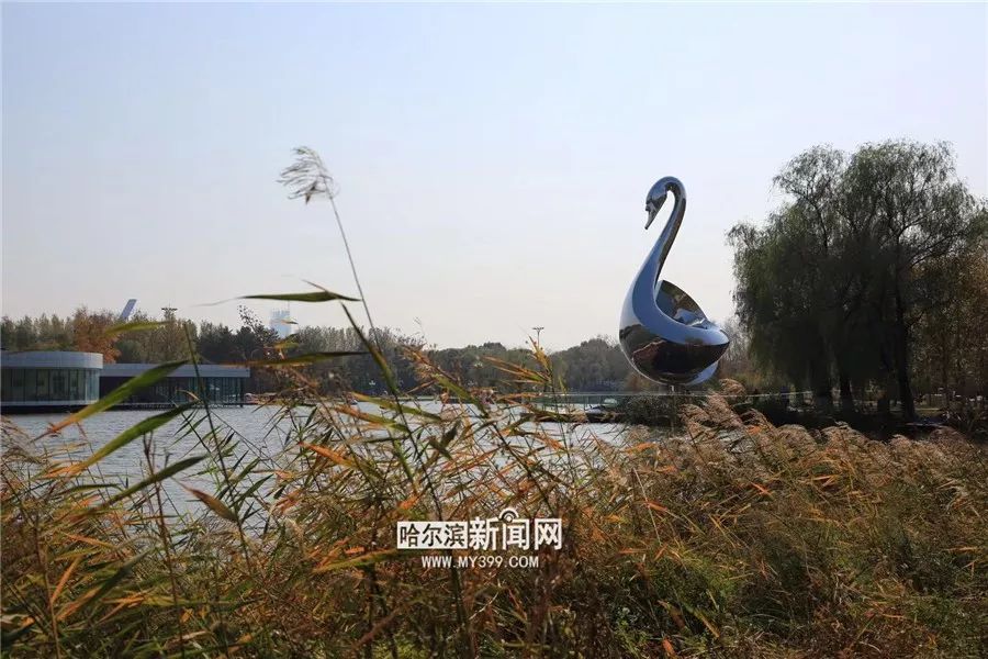 #哈尔滨新闻网#俄罗斯美协主席亲自操刀！太阳岛新来那只“比树还高的大天鹅”来头不小｜今日揭幕，你不去看看？