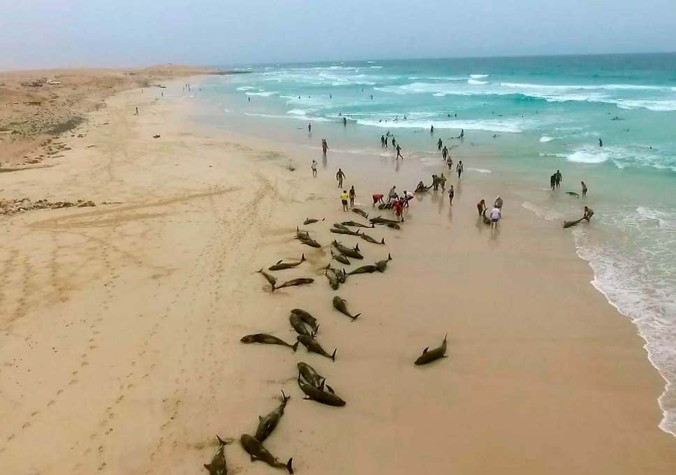 环球时报：西非一海滩上百海豚搁浅致死，专家感到困惑