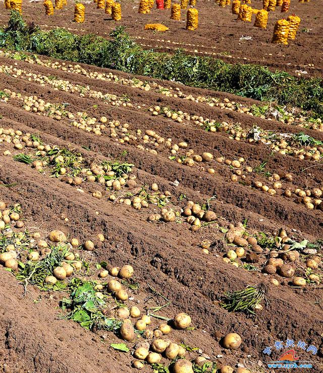 今年,全县马铃薯种植面积达到10.13万亩,预计总产量可达到27万吨.