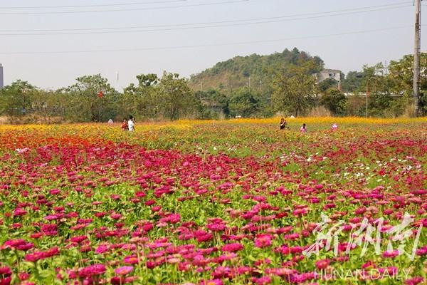 民生冷水滩新网红打卡地宋家洲10月1日花开成海