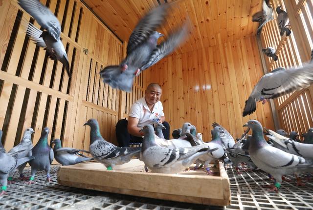 【中国质量万里行】国庆专刊——怎样在天安门广场放飞几万只鸽子？放飞员为您揭秘