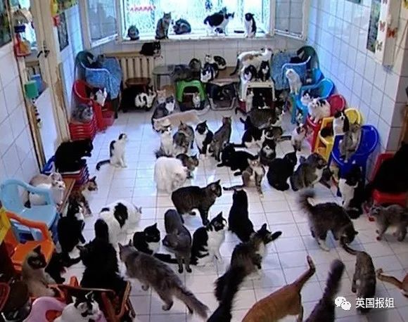 【英国报姐】英国大妈养了100多只猫狗，却从不喂食铲屎……