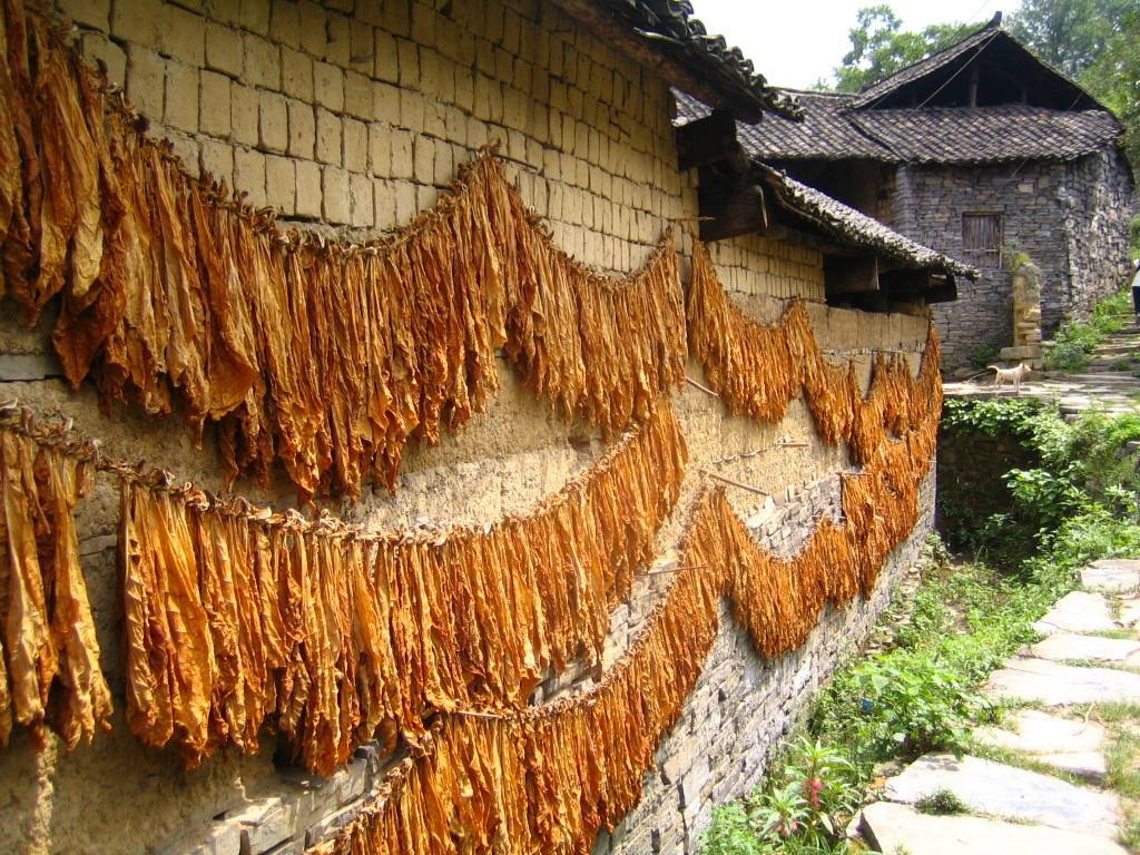 吸烟有害健康为什么老大爷吸了一辈子烟活到99