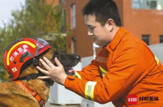 信息时报@汶川地震中最后一只搜救犬去世！战友走好……