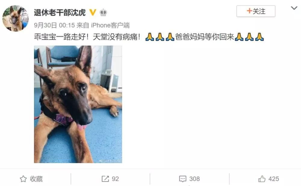 信息时报@汶川地震中最后一只搜救犬去世！战友走好……
