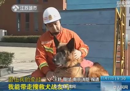 信息时报@汶川地震中最后一只搜救犬去世！战友走好……