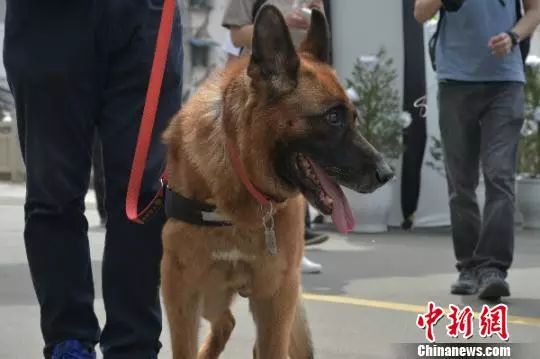 信息时报@汶川地震中最后一只搜救犬去世！战友走好……