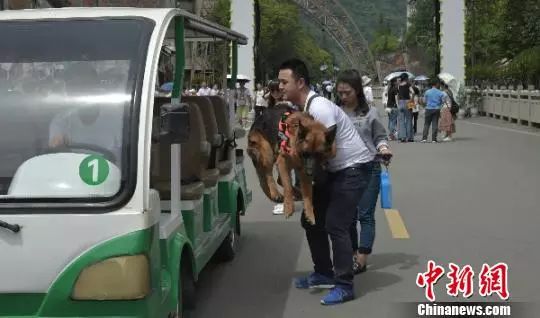 信息时报@汶川地震中最后一只搜救犬去世！战友走好……