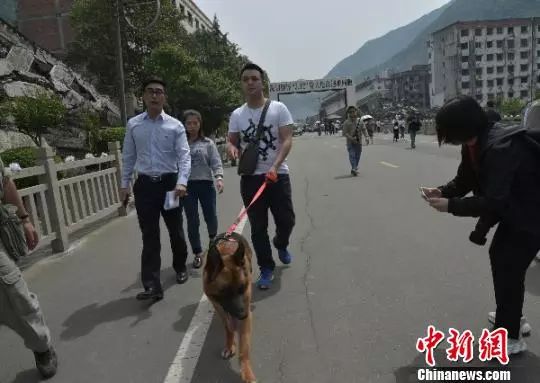 信息时报@汶川地震中最后一只搜救犬去世！战友走好……
