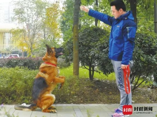信息时报@汶川地震中最后一只搜救犬去世！战友走好……