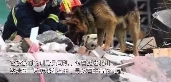 信息时报@汶川地震中最后一只搜救犬去世！战友走好……
