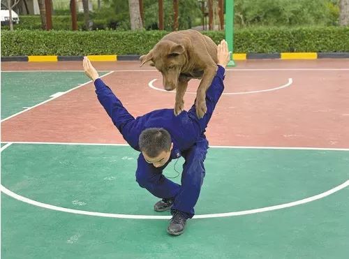 信息时报@汶川地震中最后一只搜救犬去世！战友走好……