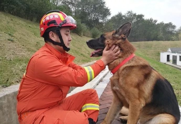 信息时报@汶川地震中最后一只搜救犬去世！战友走好……