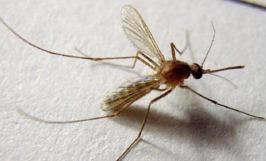 「中国质量万里行」为什么一关灯就听到蚊子叫，开灯就听不到？教你一招，一觉到天亮