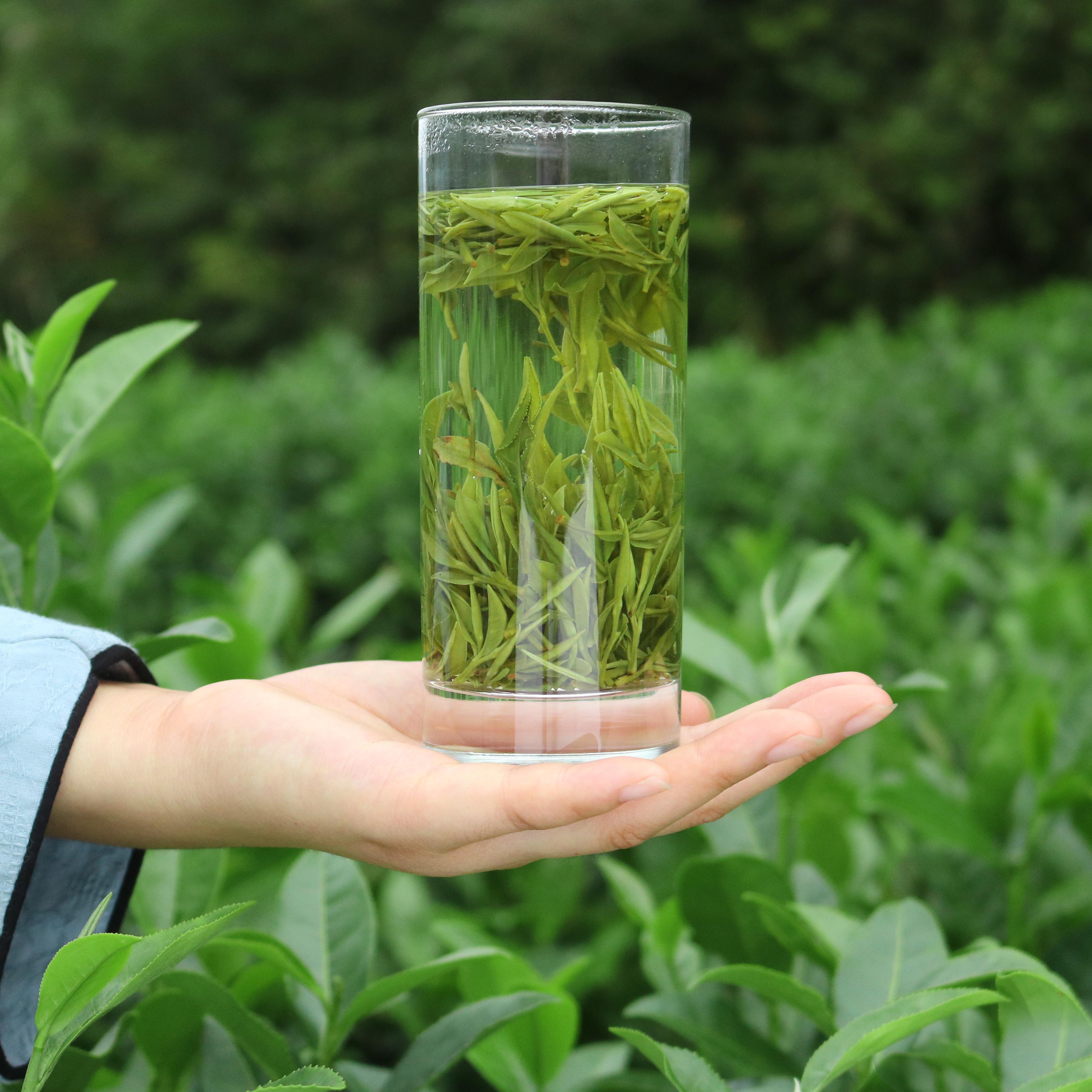 简单易记黄山毛峰鉴别技巧买茶不再花冤枉钱