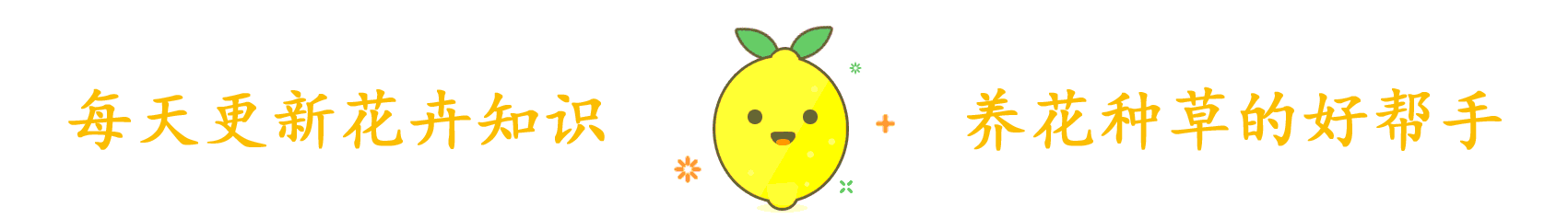 花卉大全：秋日“赏菊”是正事，这时还不来几盆菊花，赏花又要等明年