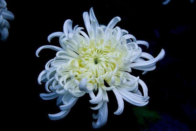 花卉大全：秋日“赏菊”是正事，这时还不来几盆菊花，赏花又要等明年