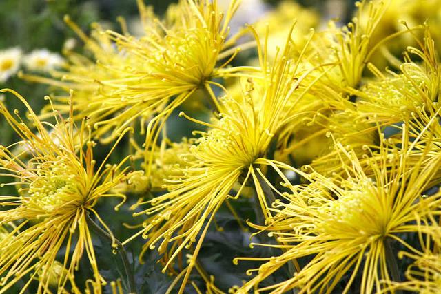花卉大全：秋日“赏菊”是正事，这时还不来几盆菊花，赏花又要等明年