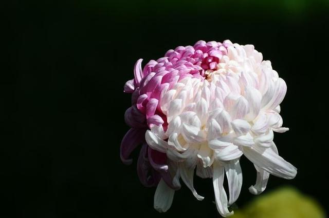 花卉大全：秋日“赏菊”是正事，这时还不来几盆菊花，赏花又要等明年