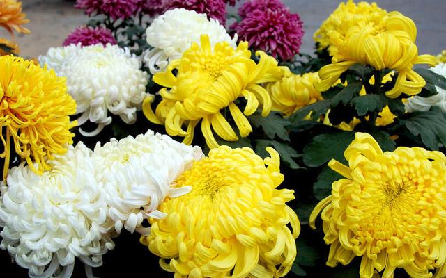 花卉大全：秋日“赏菊”是正事，这时还不来几盆菊花，赏花又要等明年