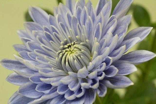 花卉大全：秋日“赏菊”是正事，这时还不来几盆菊花，赏花又要等明年