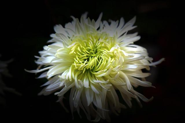 花卉大全：秋日“赏菊”是正事，这时还不来几盆菊花，赏花又要等明年