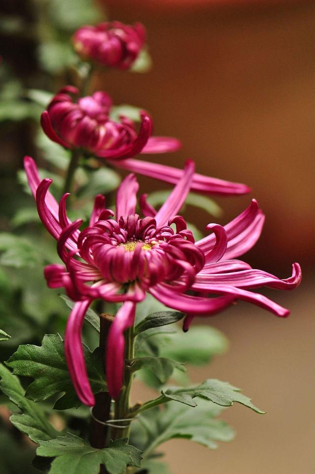 花卉大全：秋日“赏菊”是正事，这时还不来几盆菊花，赏花又要等明年